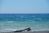 Driftwood By The Sea
