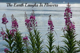 Alaskan Wildflowers