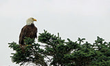 American Bald Eagle