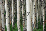 Aluminum Wall Art Aspen Trees
