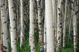 Aluminum Wall Art Aspen Trees