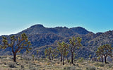 Aluminum Wall Art Field Of Joshua Trees