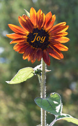 Orange Sunflower