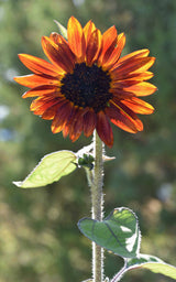 Orange Sunflower
