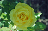 The Yellow Rose Of Friendship