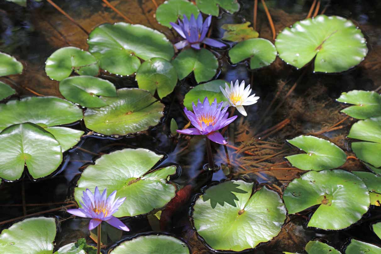 Water Lilies And Lily Pads Mountain Metal Arts