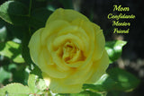 The Yellow Rose Of Friendship