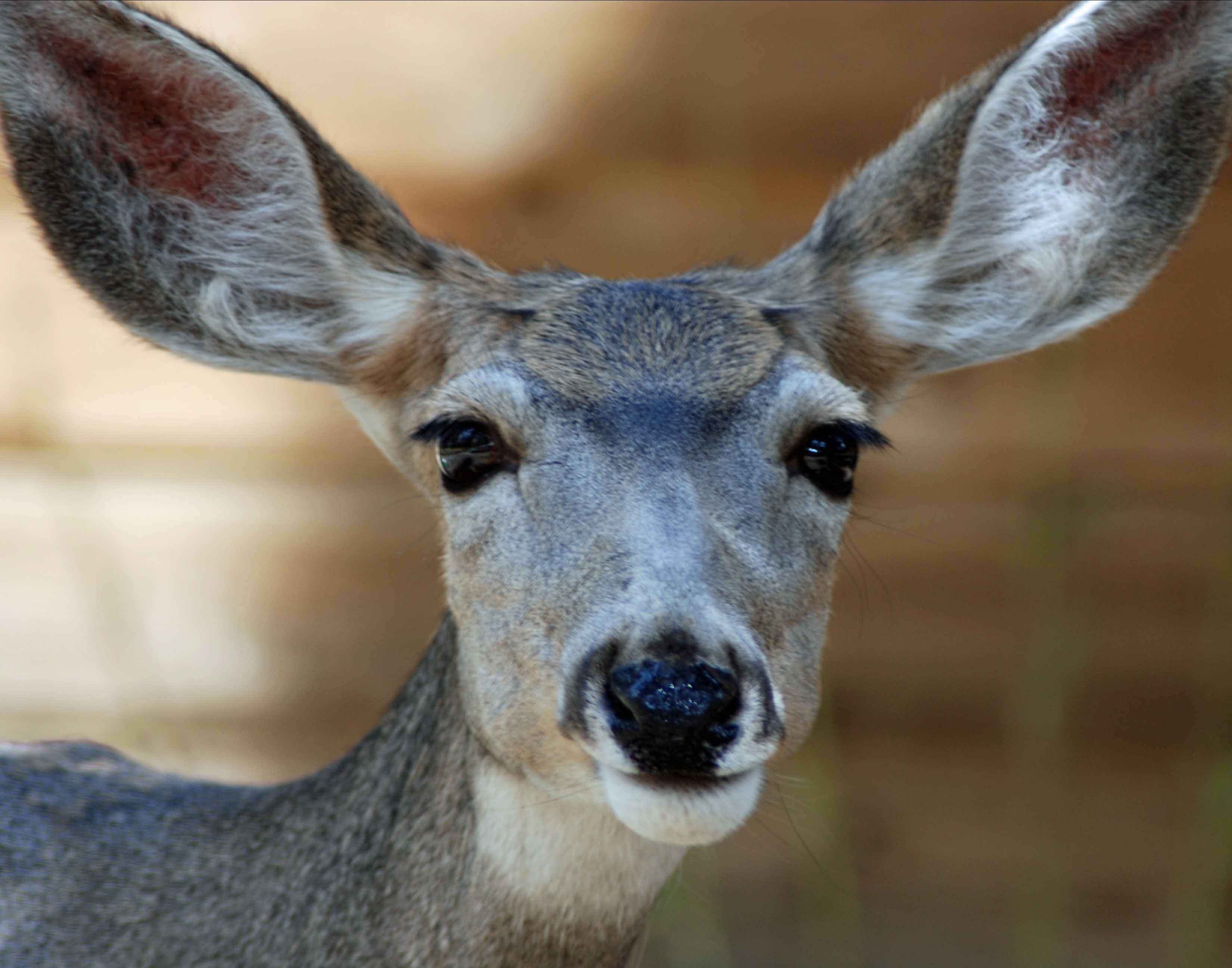 Doe a deer, a female deer Mountain Metal Arts