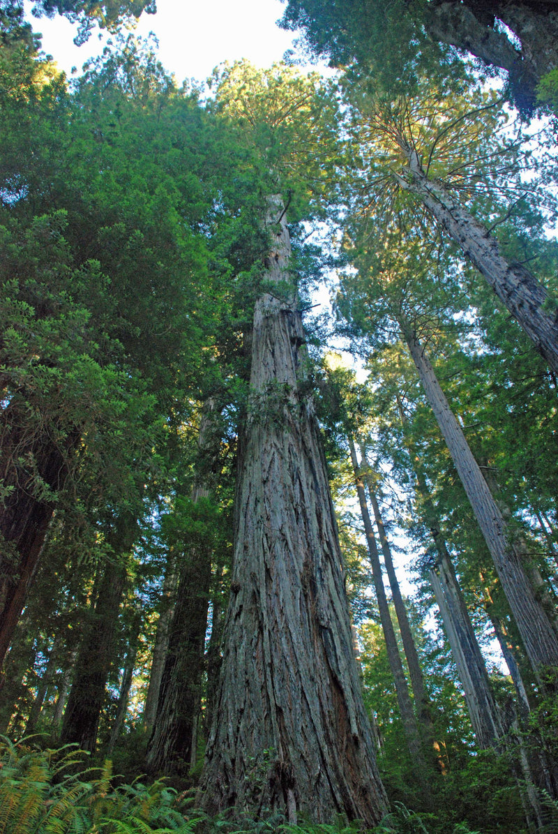 Redwood Trees Reaching For The Sky