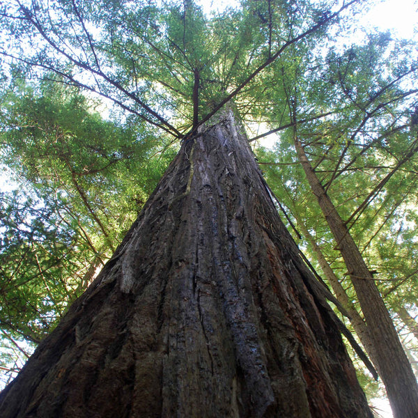 洋楽 Unfinished Business / Redwood Landing 501a_600x600_crop_center.jpg?v