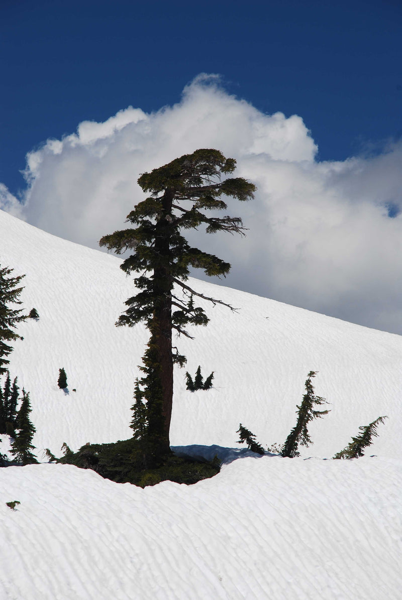 Majestic Tree Peeking Through Snow