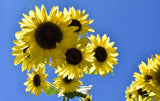 A Bunch Of Sunflowers