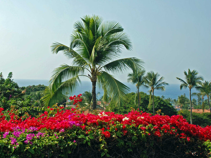 Palm Trees And Bougainvillea