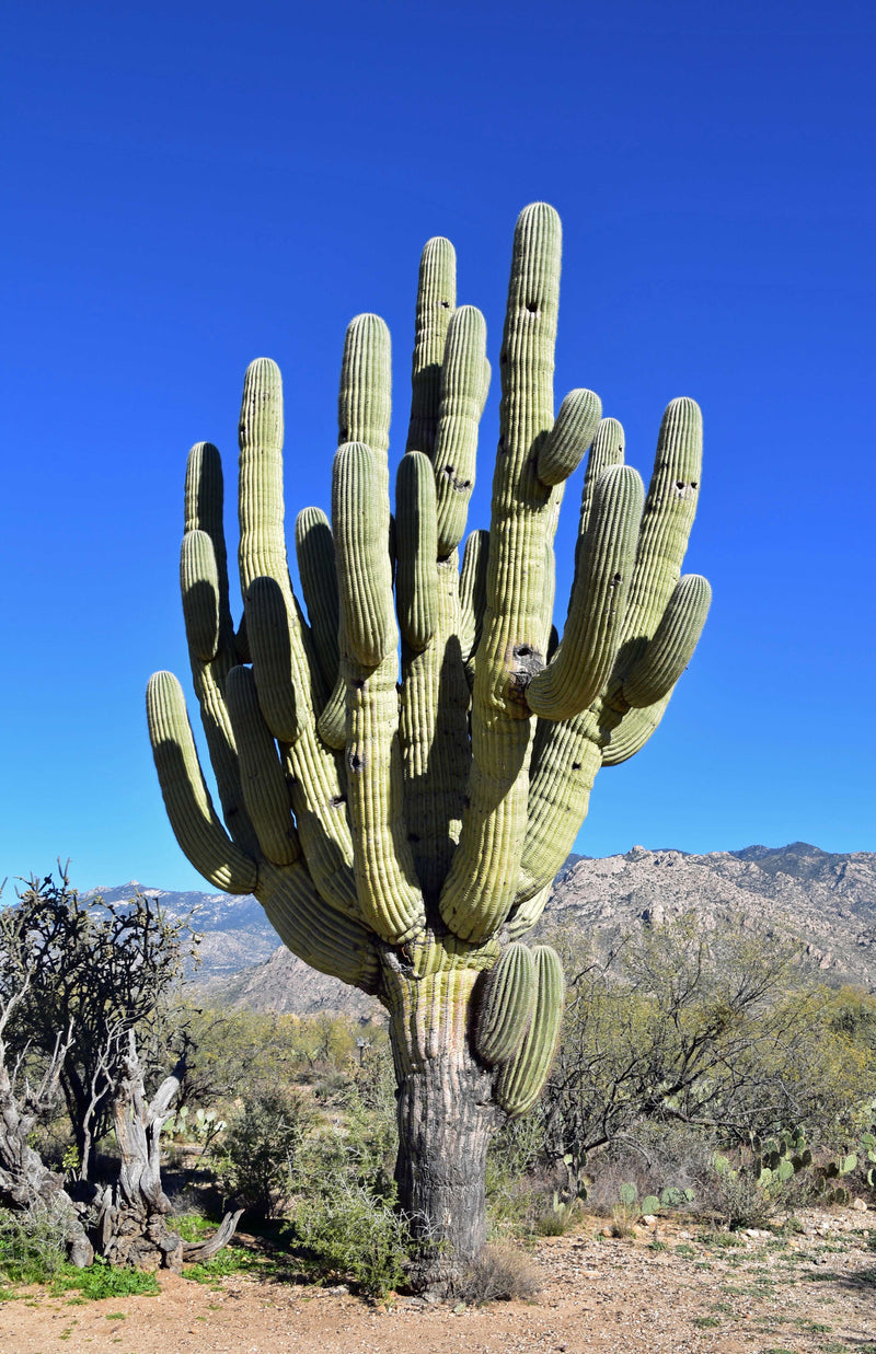 Majestic Saguaro Cactus