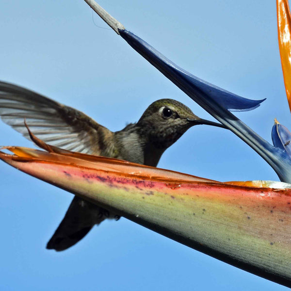 DSC_0206aa_600x600_crop_center