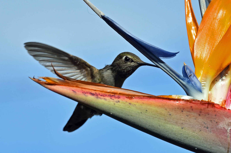 Hummingbird Seeking Nectar From A Bird Of Paradise Flower