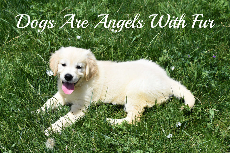 Dogs Are Angels With Fur