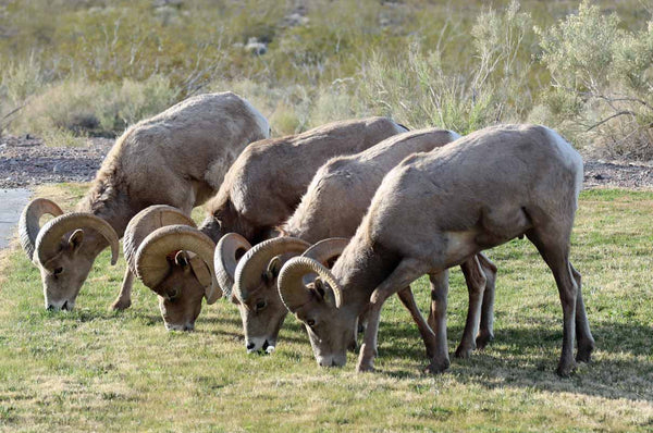 Four Bighorn Sheep Grazing