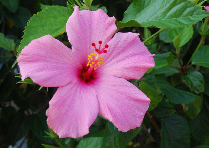 Aluminum Wall Art Hibiscus