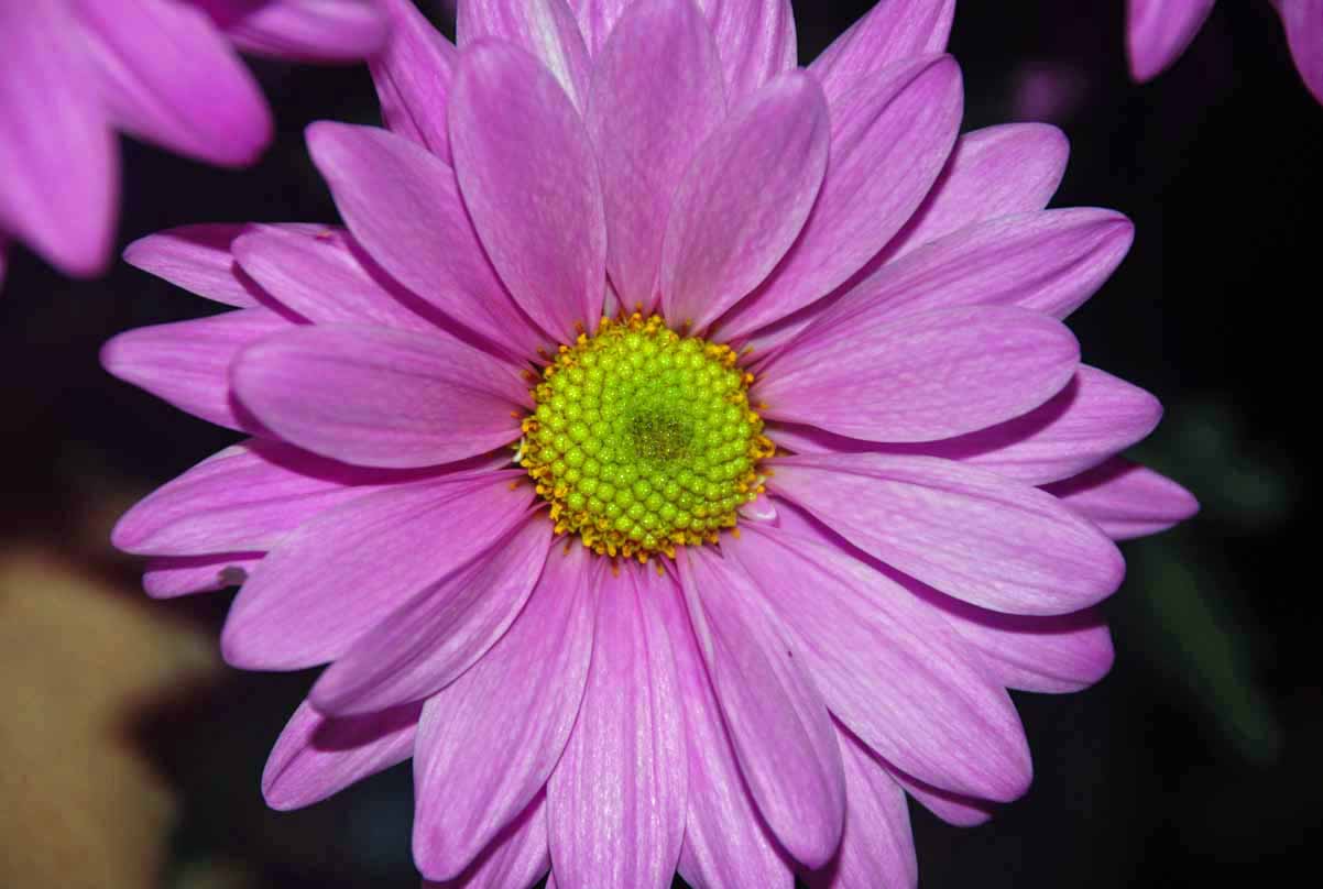 Lavender Daisy Mountain Metal Arts