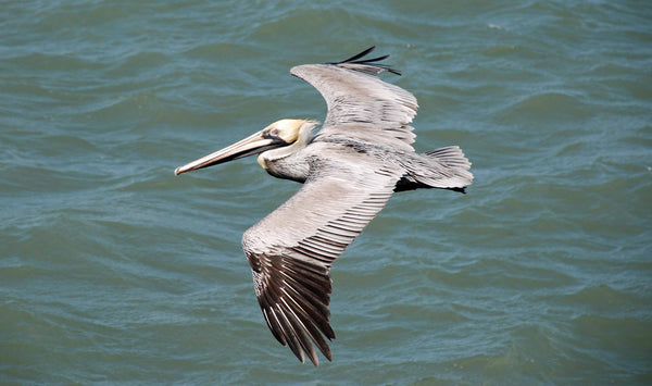 Pelican In Flight In Florida