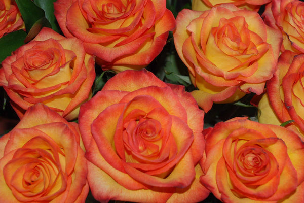 Pink Tipped Yellow Roses