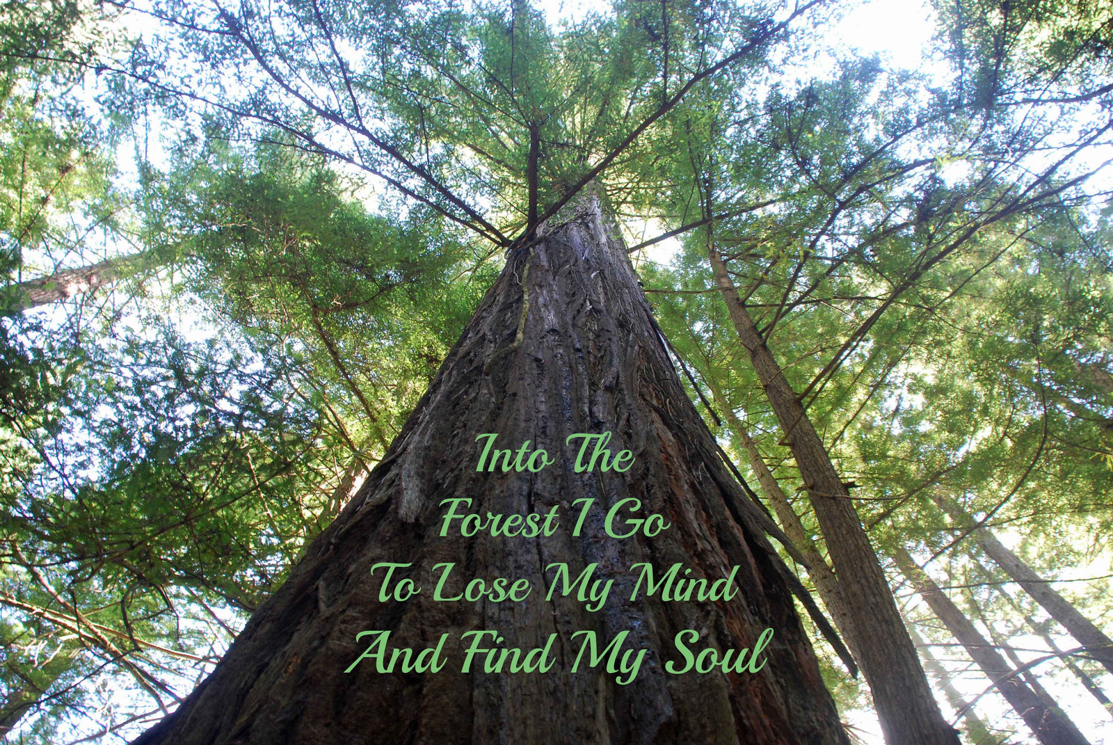 Aluminum Wall Art Redwood Tree – Mountain Metal Arts