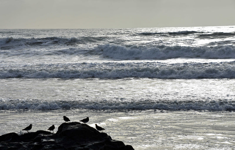 Sandpipers By The Seashore