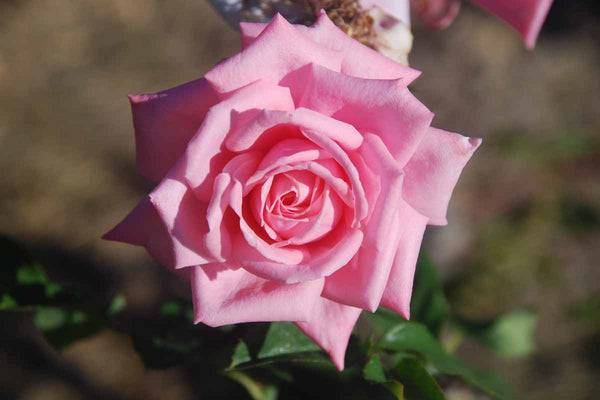 The Pink Rose Of Romance