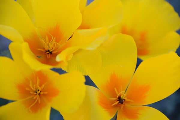 Vibrant Yellow And Orange Flowers