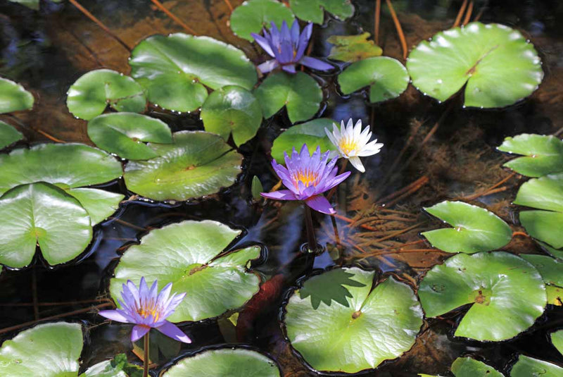 Water Lilies And Lily Pads