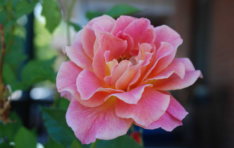 Delicate Rose In Full Bloom